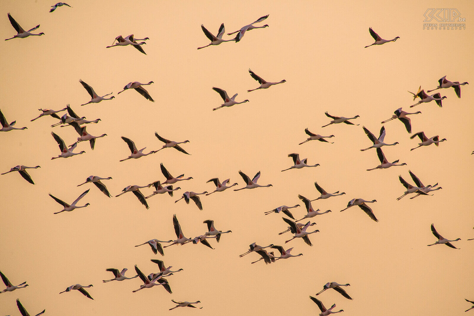 Lake Abiata - Flamingos  Stefan Cruysberghs